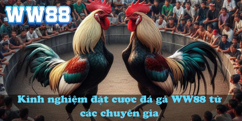 Kinh nghiệm đặt cược đá gà WW88 từ các chuyên gia